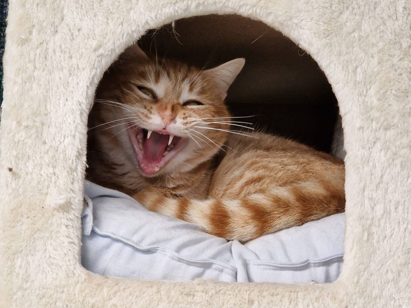 Adozione gatto, femmina, Razza sconosciuta Razza sconosciuta, 2 anni e 2 mesi, taglia non valida, Ravenna