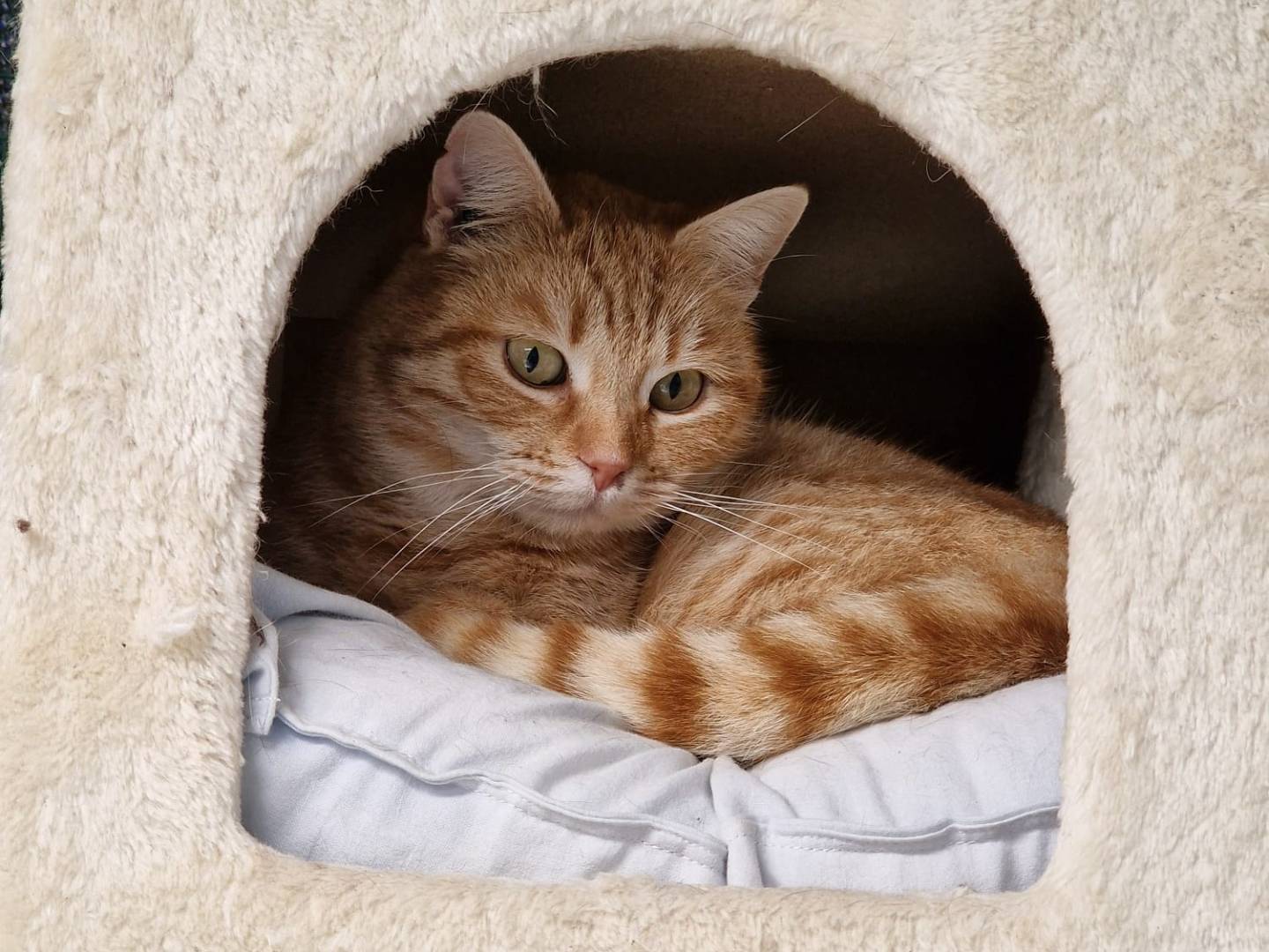 Adotta un gatto, femmina, 2 anni e 2 mesi, Ravenna