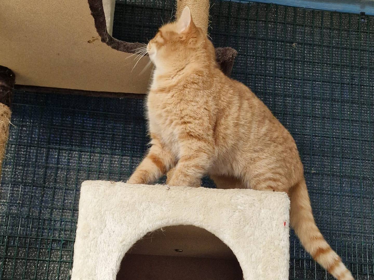 Adotta un gatto, taglia non valida, femmina, Ravenna