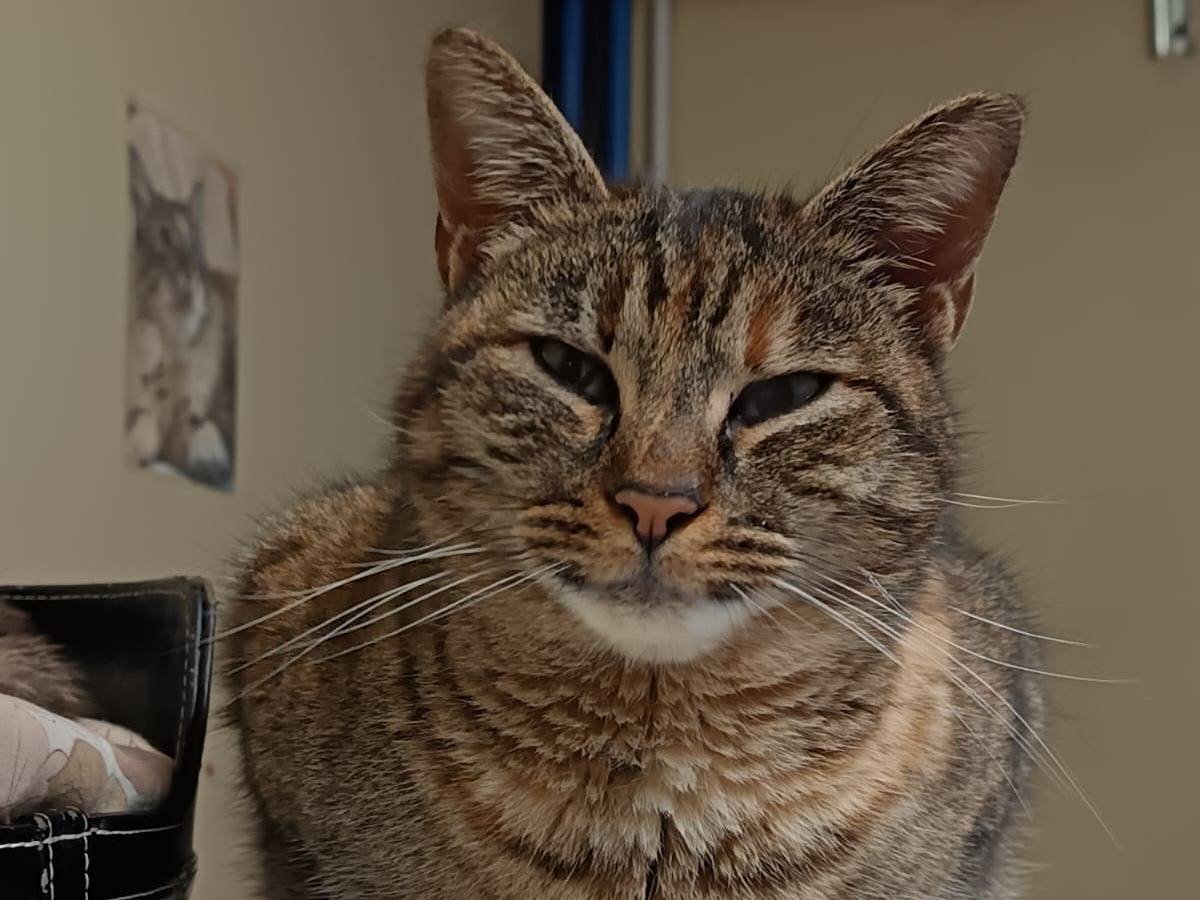 Adozione gatto, femmina, Razza sconosciuta Razza sconosciuta, 5 anni e 2 mesi, taglia non valida, Ravenna