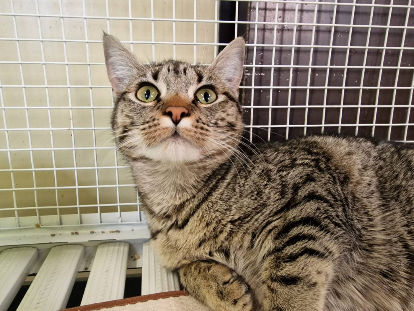 Adotta un gatto, femmina, 5 anni e 2 mesi, Ravenna