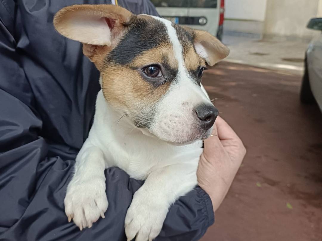 Adozione cane, maschio, Razza sconosciuta Razza sconosciuta, 5 mesi, taglia piccola, Pavia