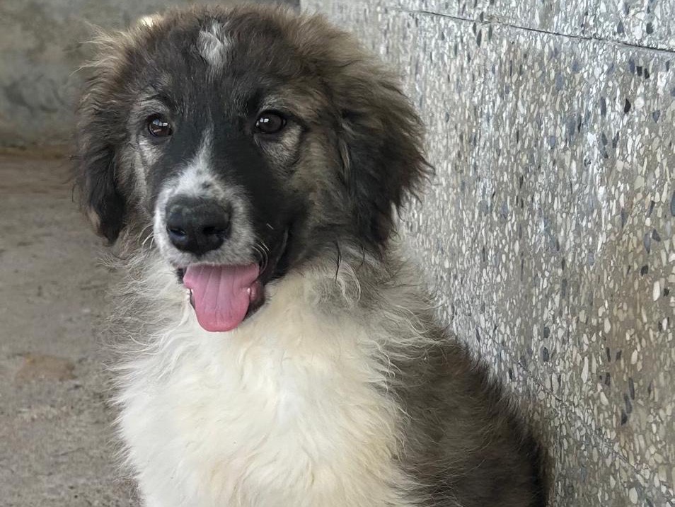 Adotta un cane, maschio, 2 mesi, Siracusa