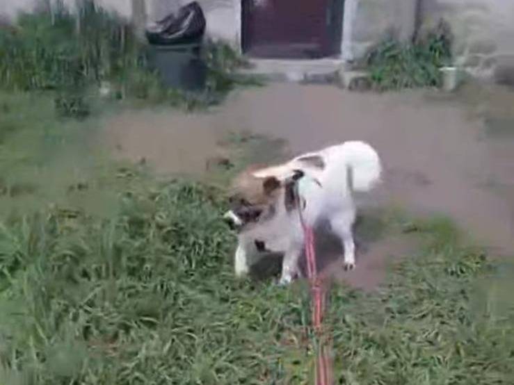 Adotta un cane, taglia media contenuta, femmina, Caserta