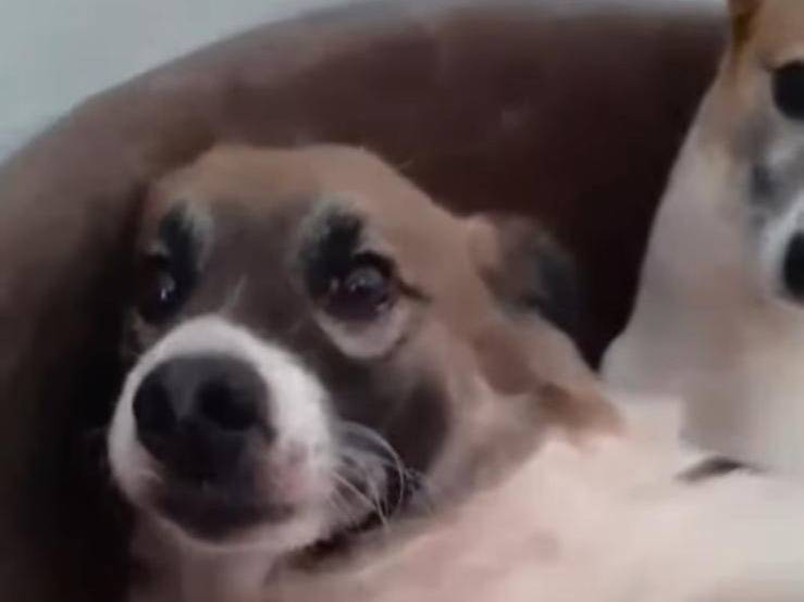 Vuoi adottare un cane a Caserta?