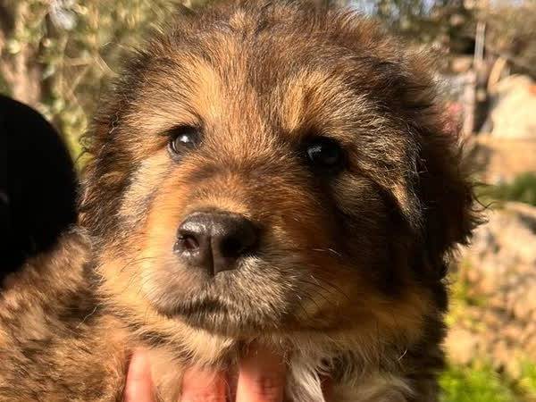 Adozione cane, maschio, Pastore della Russia meridionale Razza sconosciuta, 1 mesi, taglia grande, Padova
