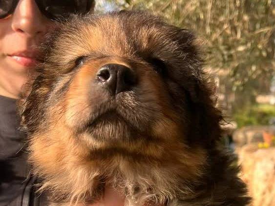 Adotta un cane, maschio, 1 mesi, Padova