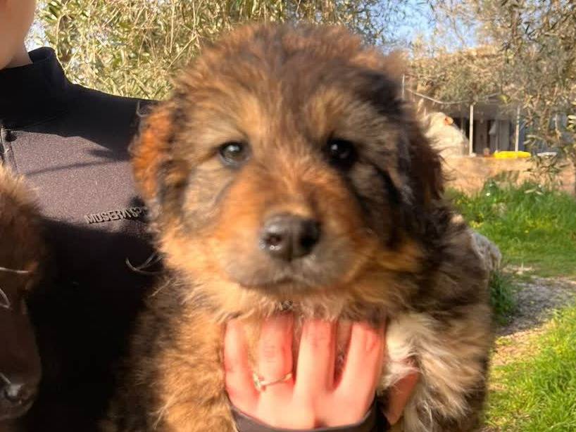 Vuoi adottare un cane a Padova?