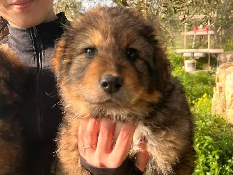 Adotta il cane THOR a Padova