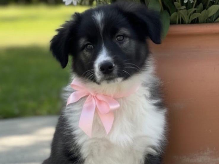 Adozione cane, femmina, Pastore australiano Razza sconosciuta, 3 mesi, taglia grande, Siracusa