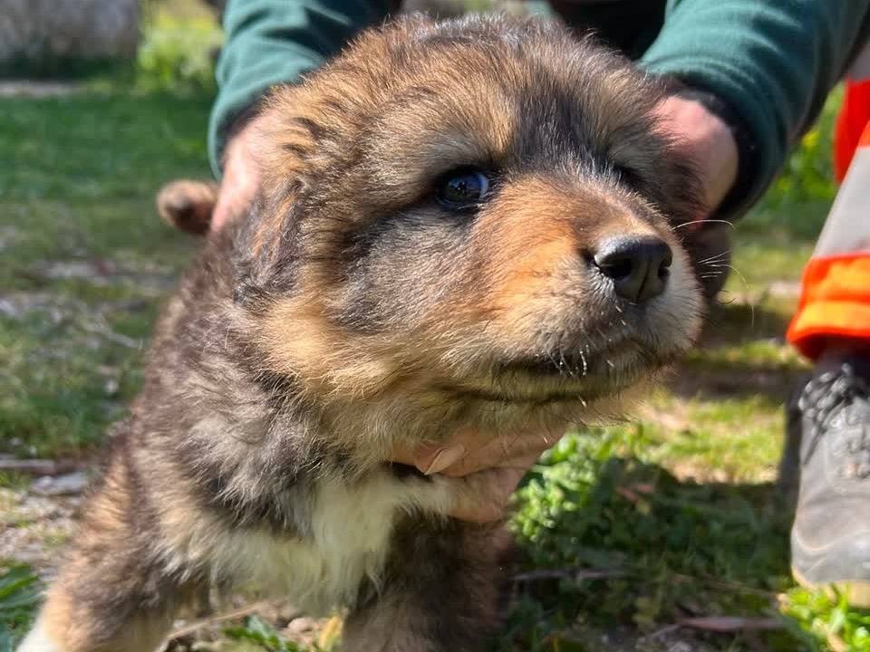Adotta un cane, femmina, 2 mesi, Padova