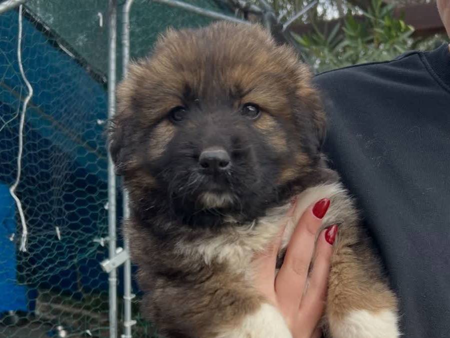 Adotta un cane, taglia grande, femmina, Padova