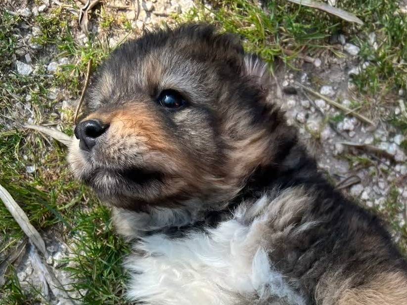 Vuoi adottare un cane a Padova?