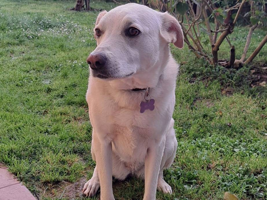 Vuoi adottare un cane a Lucca?