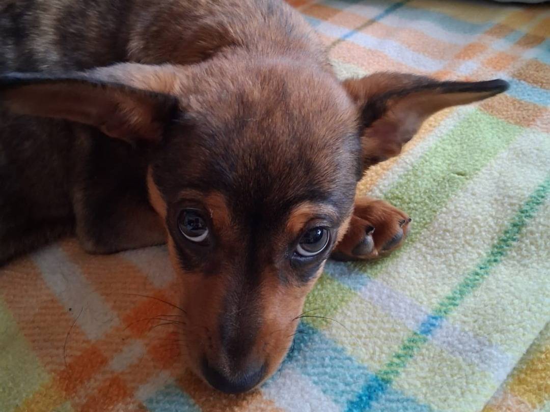 Adozione cane, femmina, Razza sconosciuta Razza sconosciuta, 4 mesi, taglia piccola, Pavia