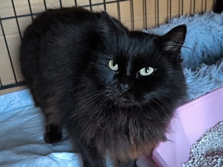 Adotta un gatto, femmina, 3 anni e 2 mesi, Bari