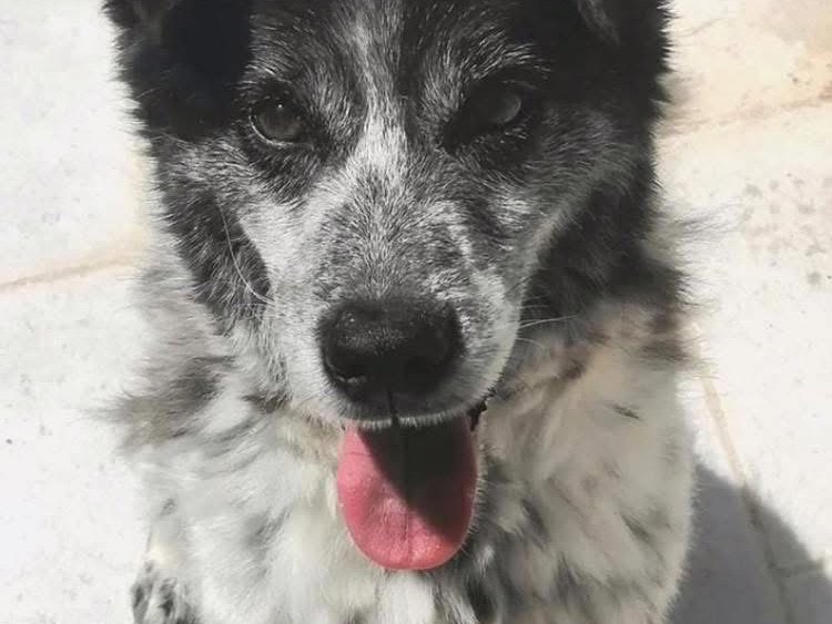 Vuoi adottare un cane a Brindisi?