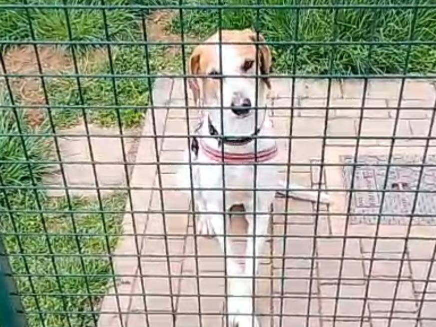 Adozione cane, maschio, Segugio Razza sconosciuta, 6 anni e 2 mesi, taglia media, Varese