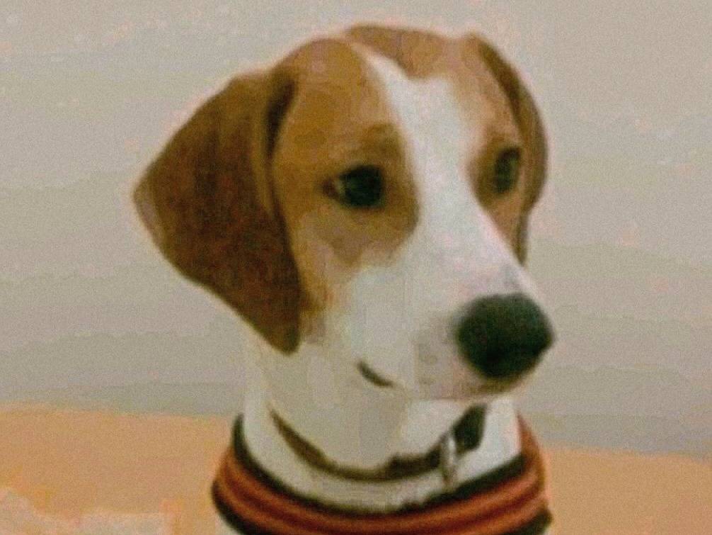 Adotta un cane, maschio, 6 anni e 2 mesi, Varese