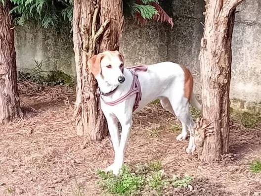 Adotta un cane, taglia media, maschio, Varese