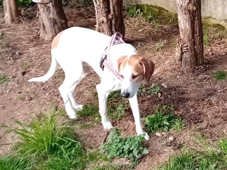 Adotta il cane UNA FAMIGLIA PER CHICCO a Varese