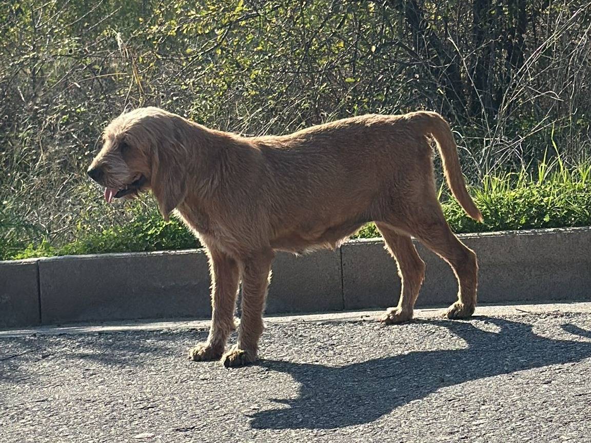 Adozione cane, femmina, Razza sconosciuta Razza sconosciuta, 3 anni e 5 mesi, taglia media, Crotone