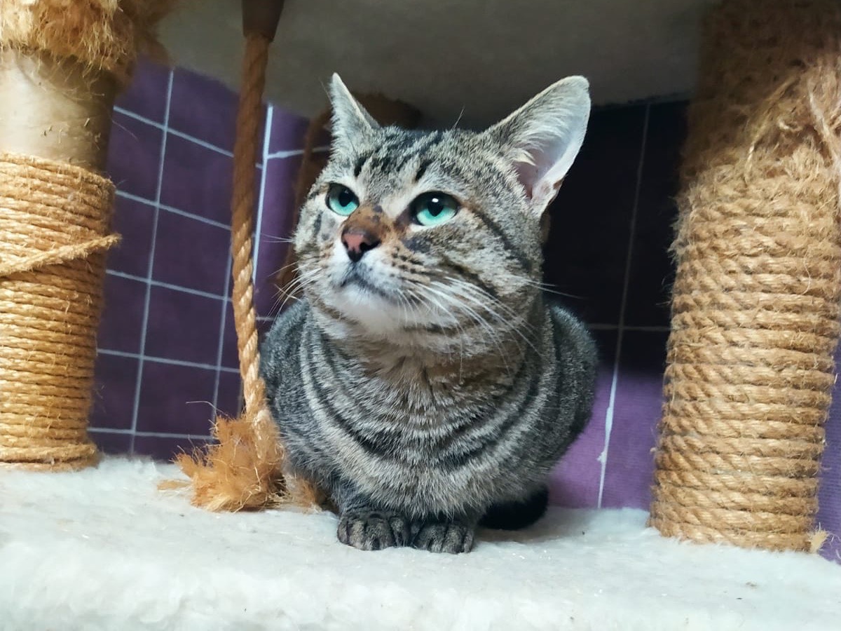 Adozione gatto, maschio, Razza sconosciuta Razza sconosciuta, 1 anno e 1 mese, taglia non valida, Torino