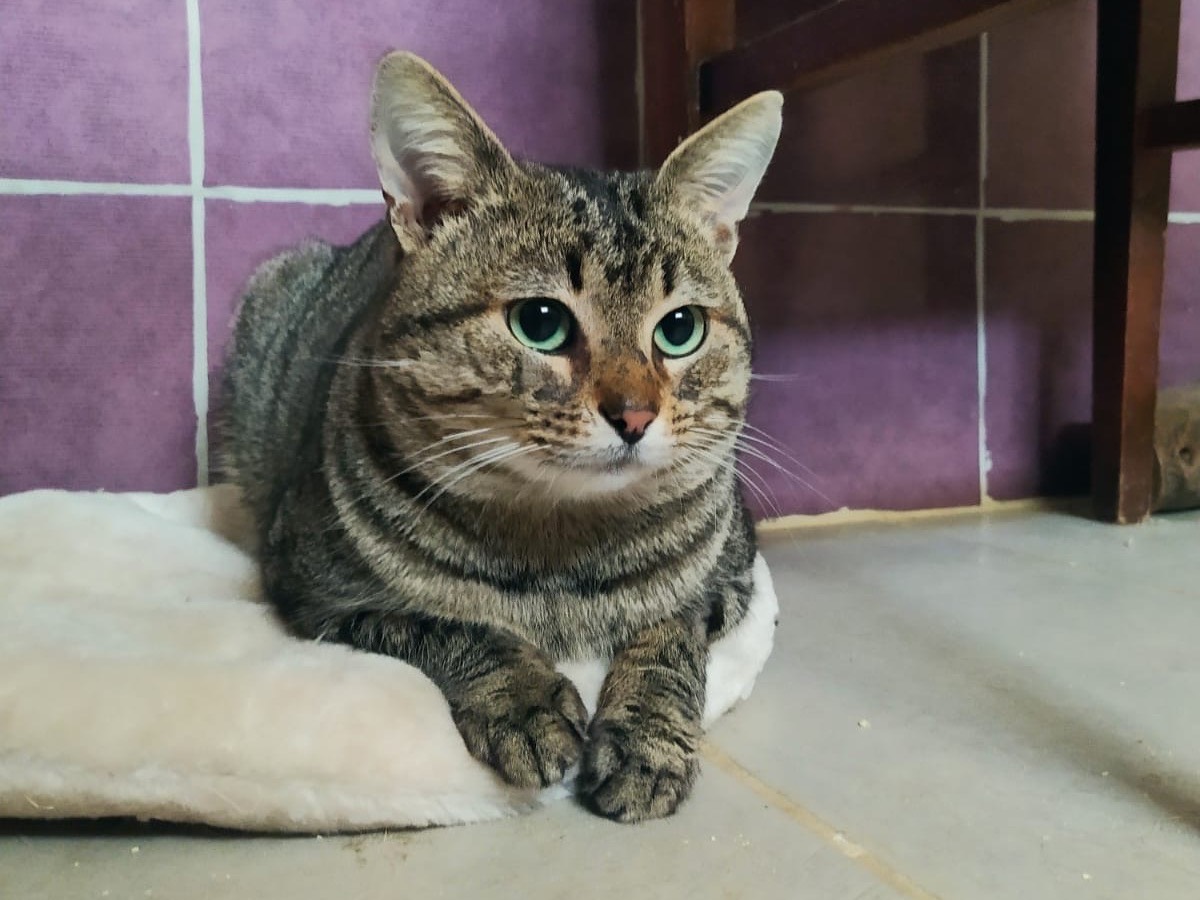 Adotta un gatto, maschio, 1 anno e 1 mese, Torino