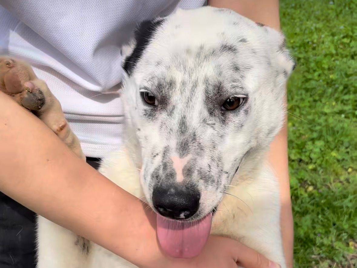 Adozione cane, femmina, Razza sconosciuta Razza sconosciuta, 10 mesi, taglia media, Latina