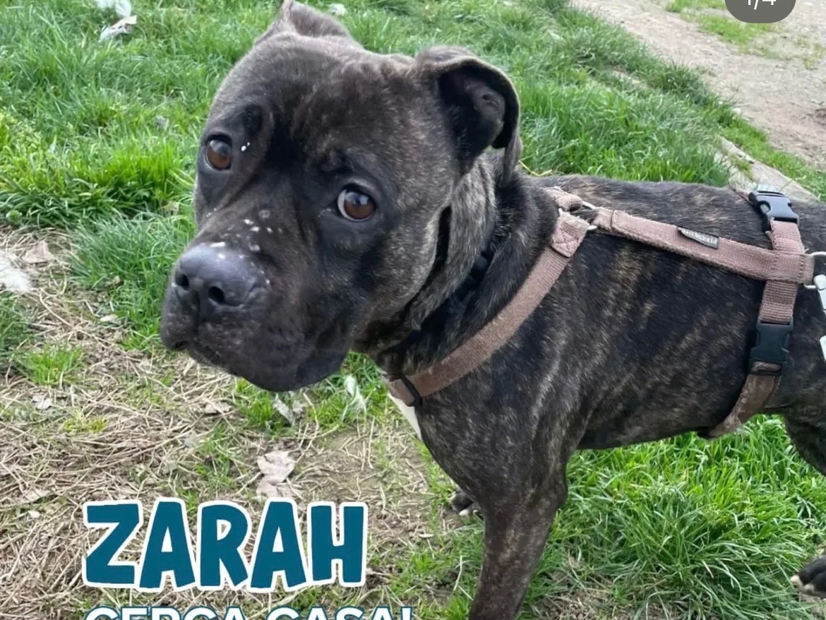 Adozione cane, femmina, Razza sconosciuta Razza sconosciuta, 1 anno e 9 mesi, taglia media, Milano