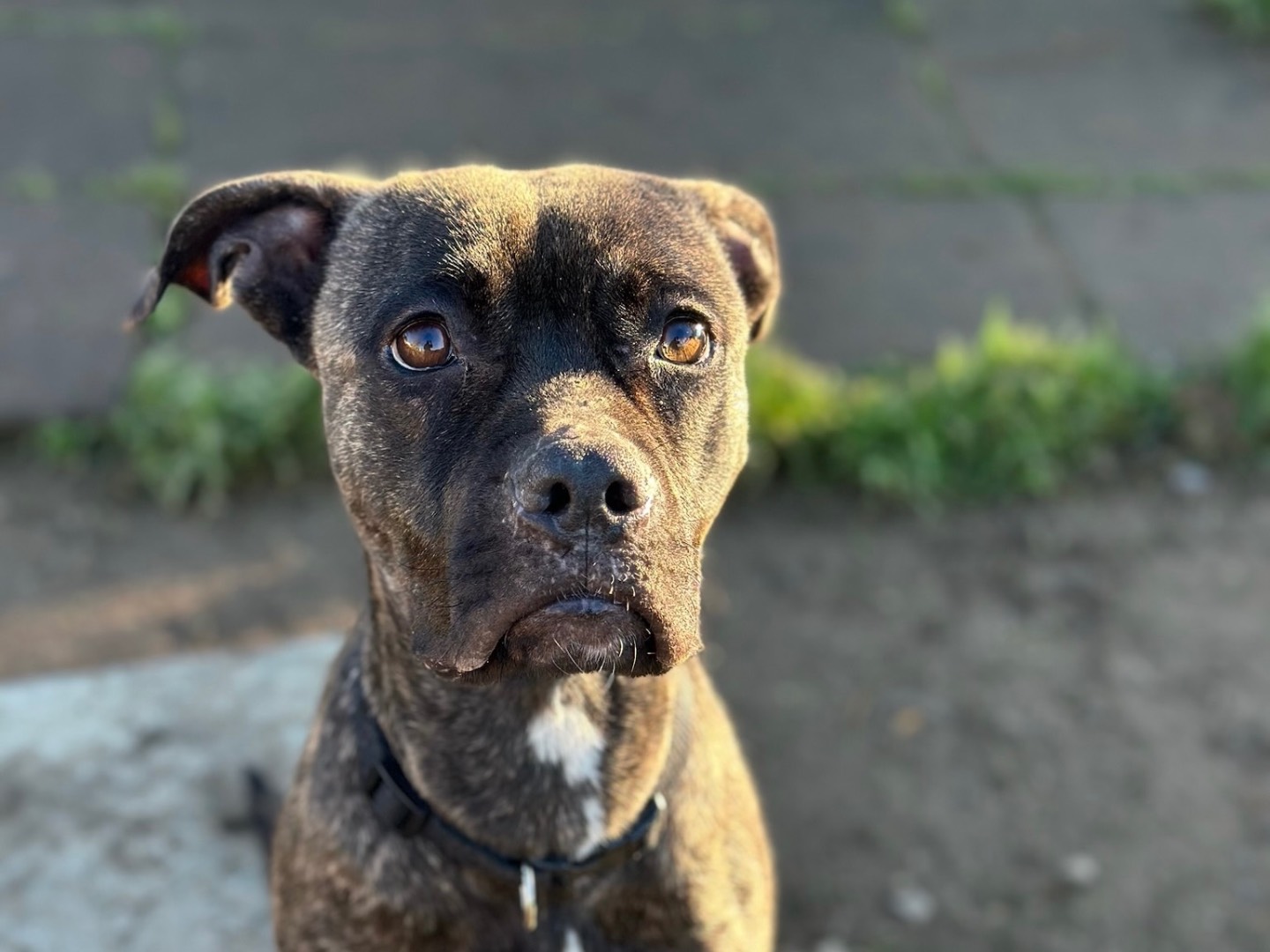 Adotta un cane, taglia media, femmina, Milano