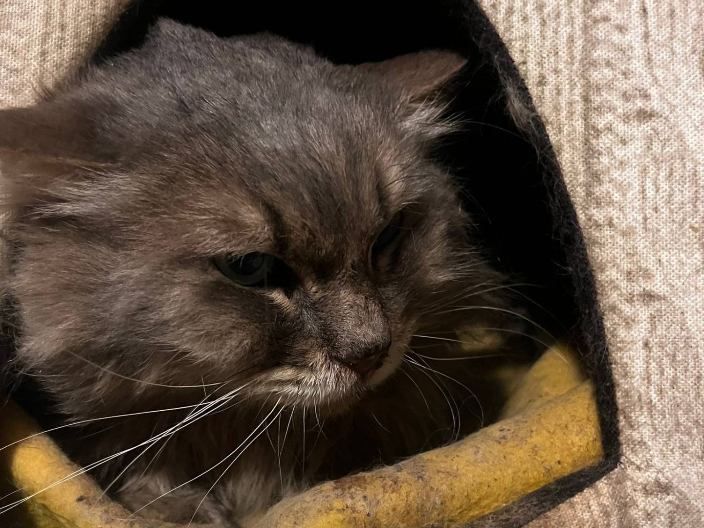 Adozione gatto, maschio, Razza sconosciuta Razza sconosciuta, 6 anni e 10 mesi, taglia non valida, Milano