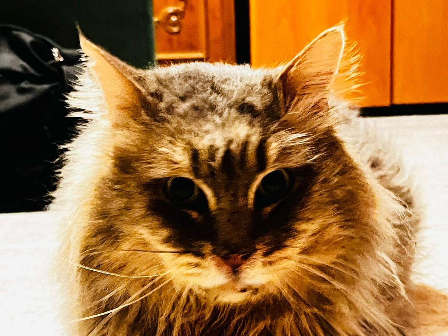 Adotta un gatto, maschio, 6 anni e 10 mesi, Milano