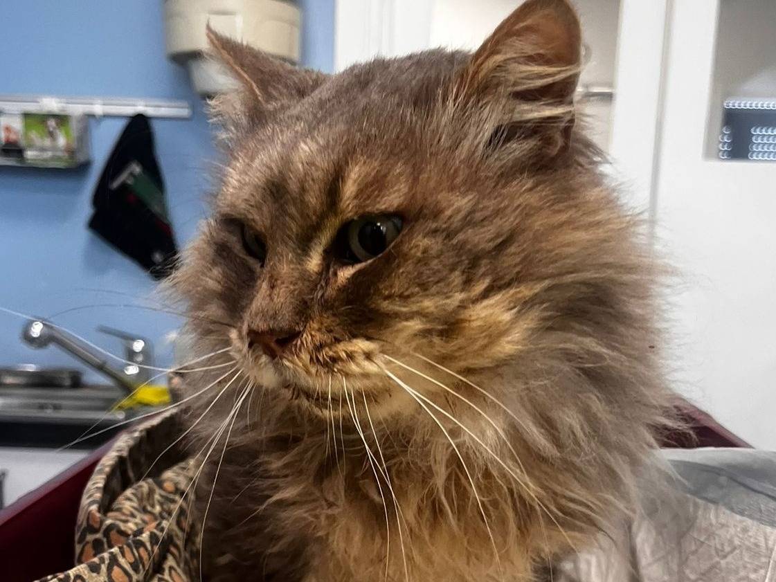 Adotta un gatto, taglia non valida, maschio, Milano