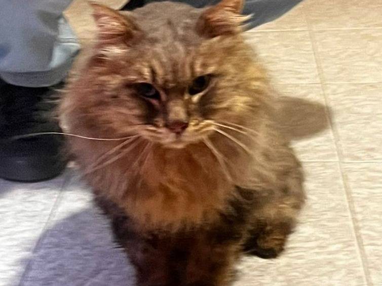 Vuoi adottare un gatto a Milano?