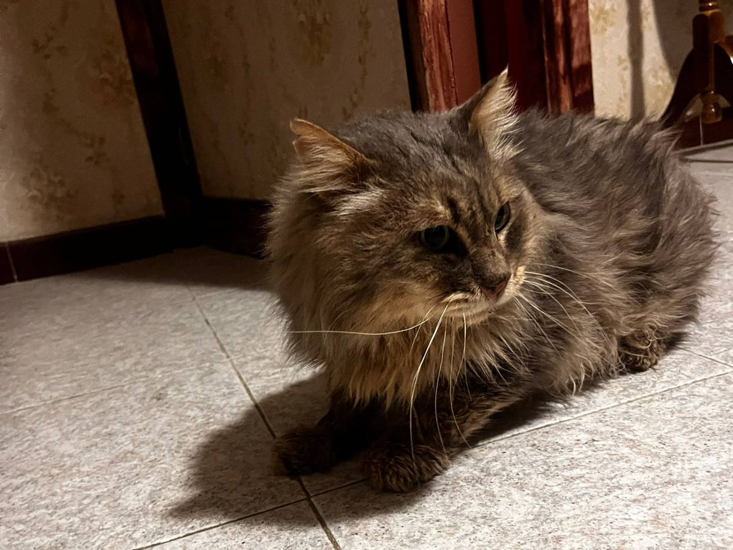 Adotta il gatto Gigio a Milano