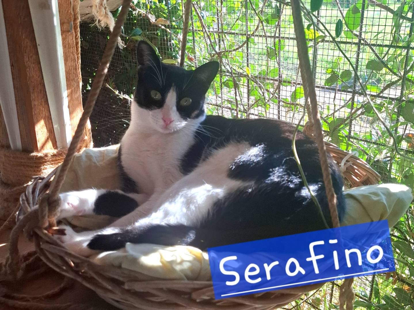 Adotta un gatto, taglia non valida, maschio, Latina