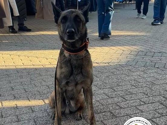 Adozione cane, maschio, Pastore Belga Malinois Razza sconosciuta, 6 anni e 2 mesi, taglia media, Varese