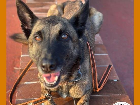 Adotta un cane, maschio, 6 anni e 2 mesi, Varese