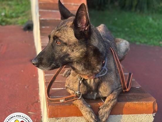 Adotta un cane, taglia media, maschio, Varese