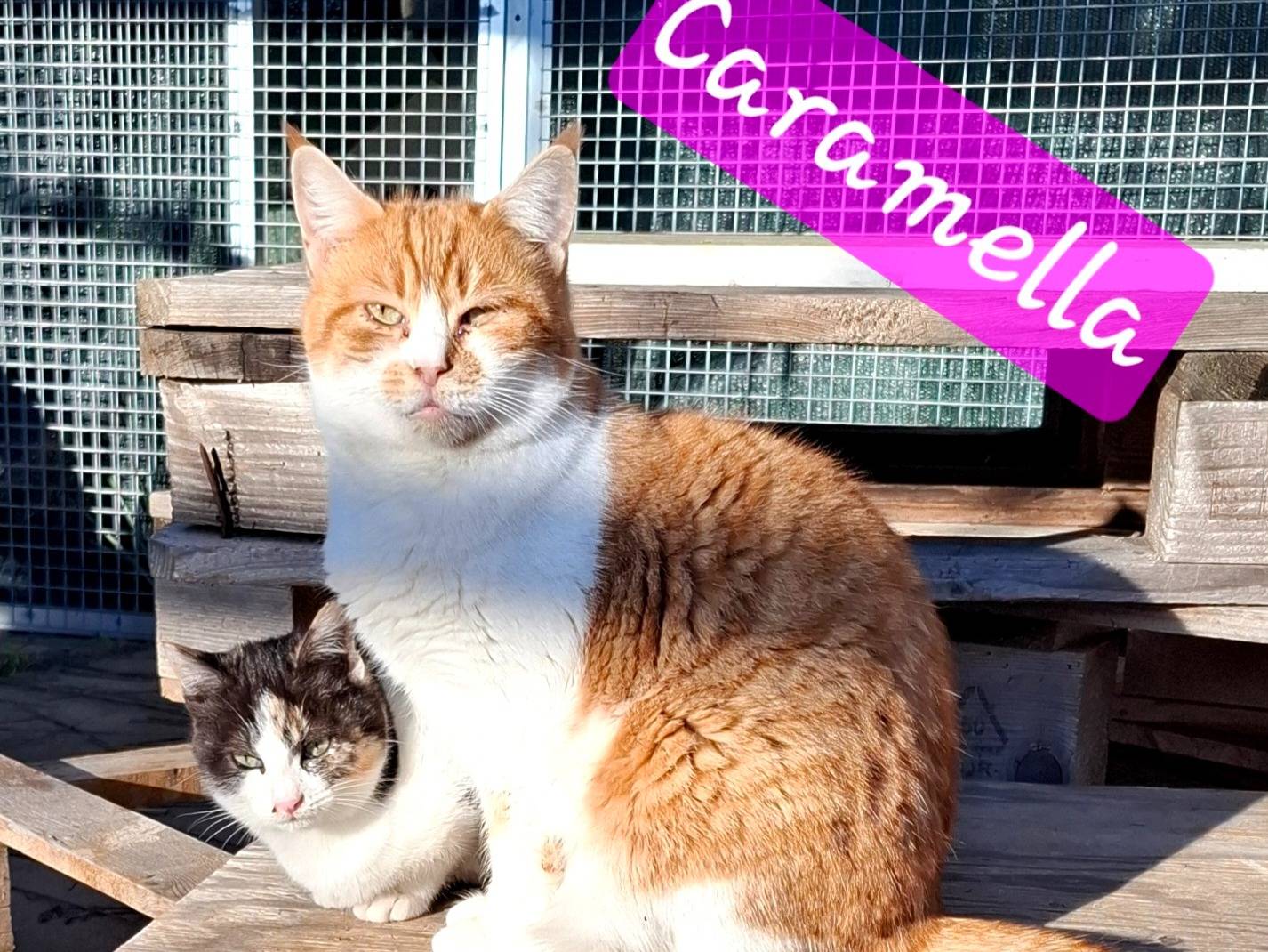 Adozione gatto, femmina, Razza sconosciuta Razza sconosciuta, 1 anno e 11 mesi, taglia non valida, Latina