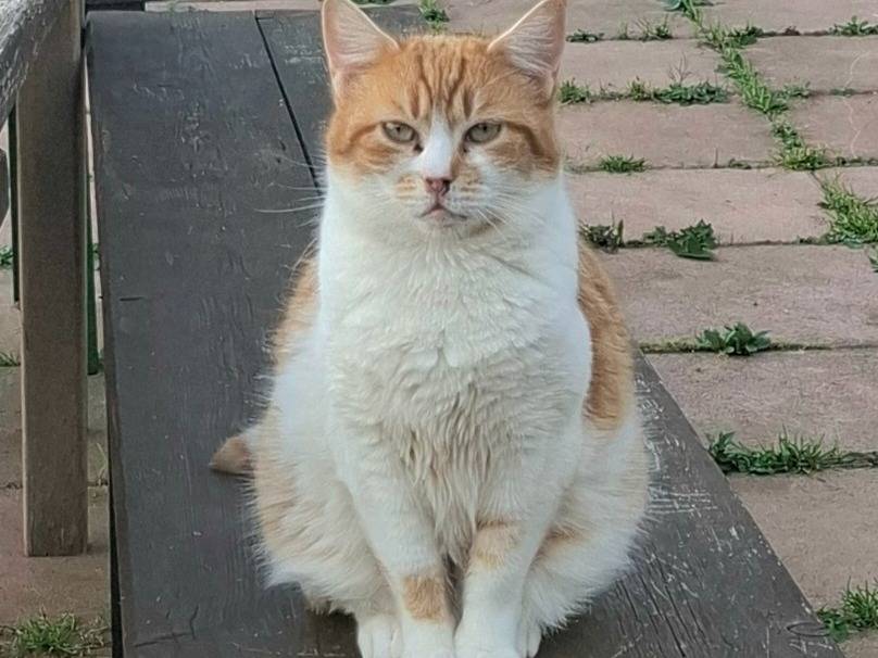 Adotta un gatto, femmina, 1 anno e 11 mesi, Latina