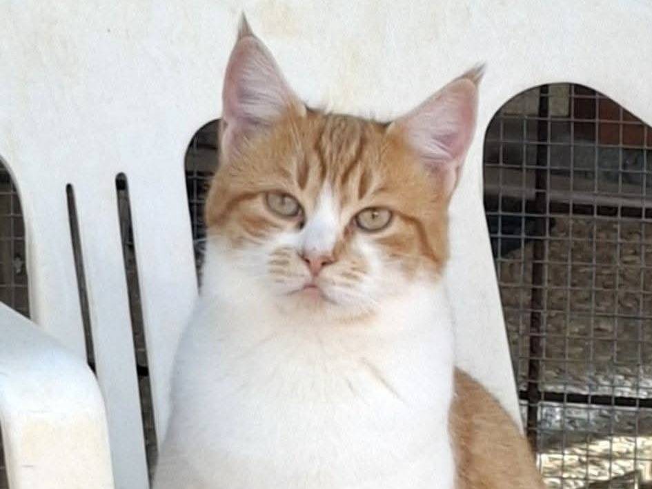 Adotta un gatto, taglia non valida, femmina, Latina