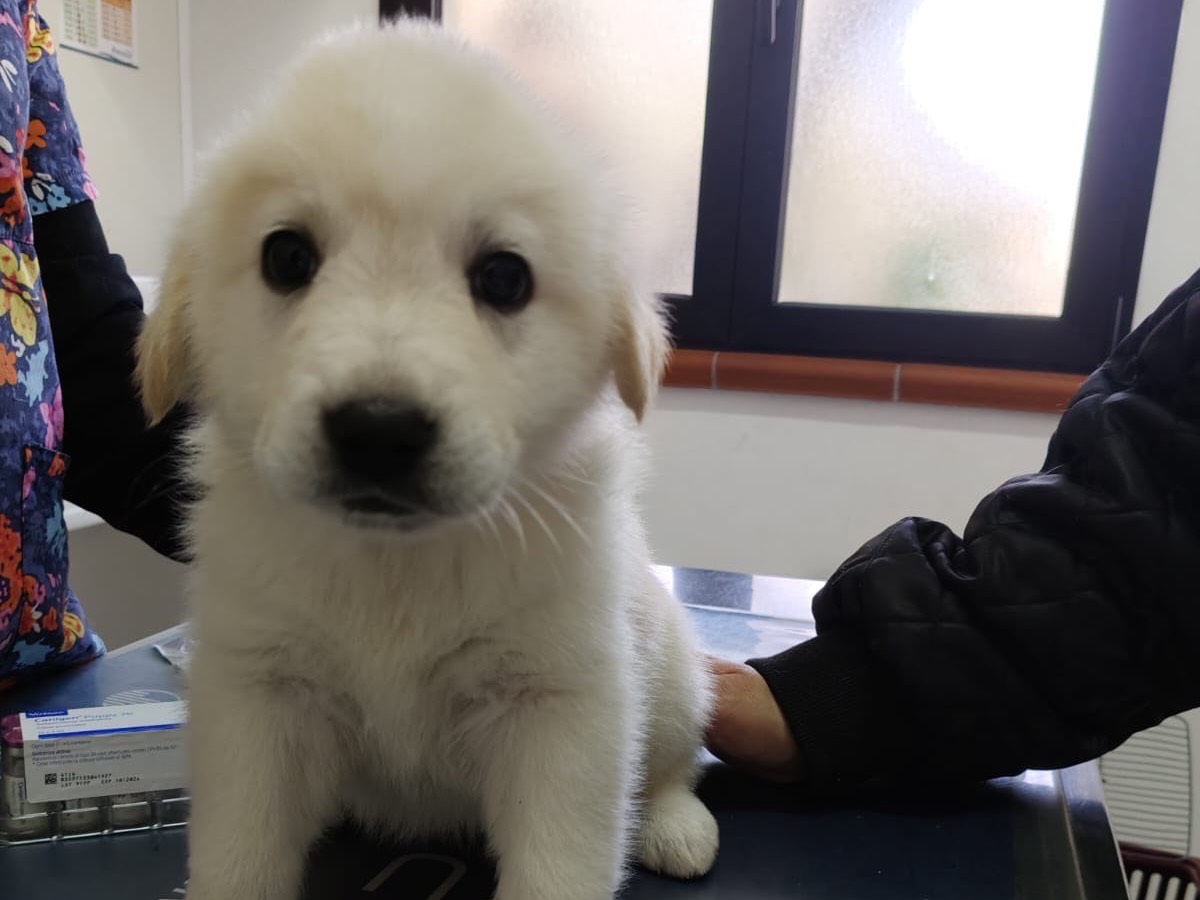 Adozione cane, femmina, Razza sconosciuta Razza sconosciuta, 2 mesi, taglia grande, Crotone