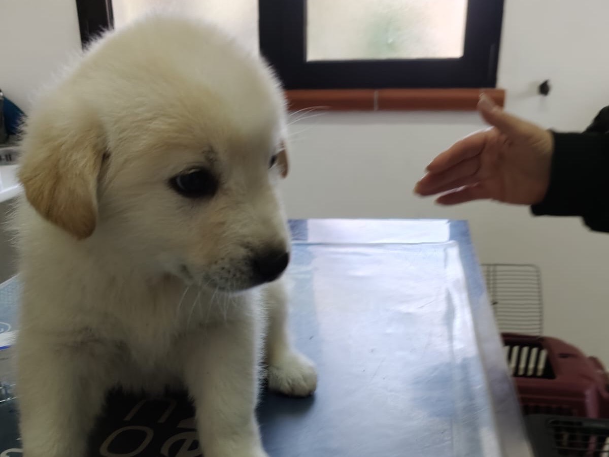 Adotta un cane, femmina, 2 mesi, Crotone