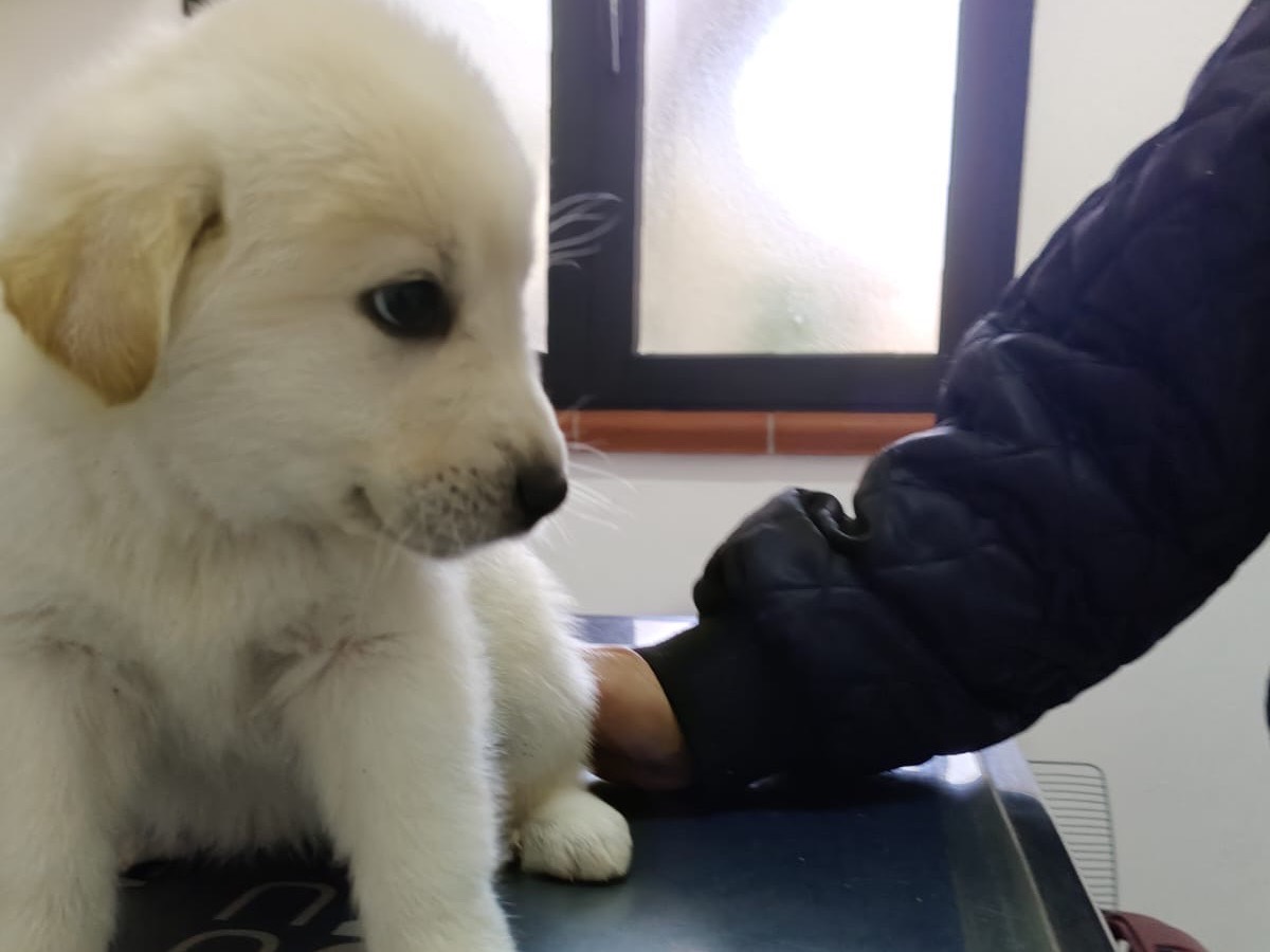 Adotta il cane BIANCHINA a Crotone