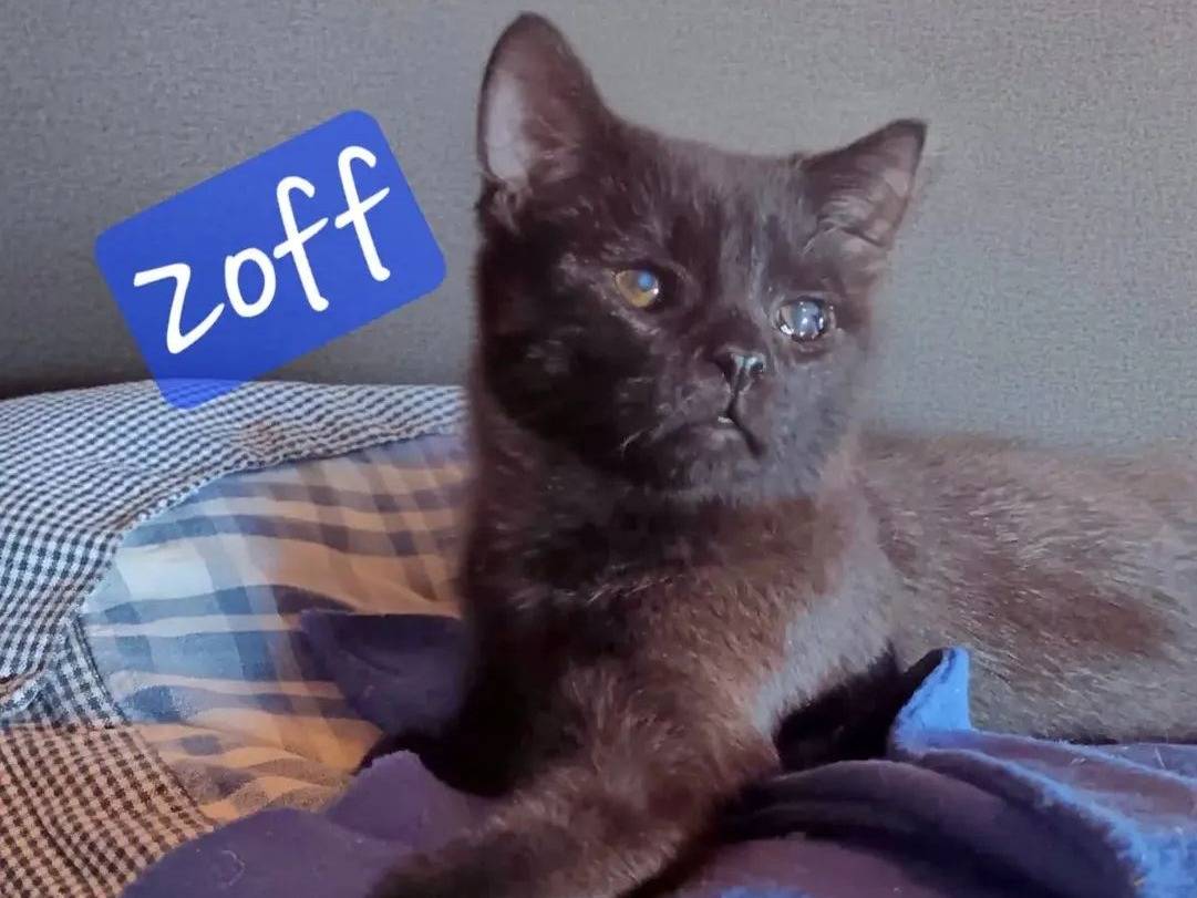 Adozione gatto, maschio, Razza sconosciuta Razza sconosciuta, 9 mesi, taglia non valida, Roma