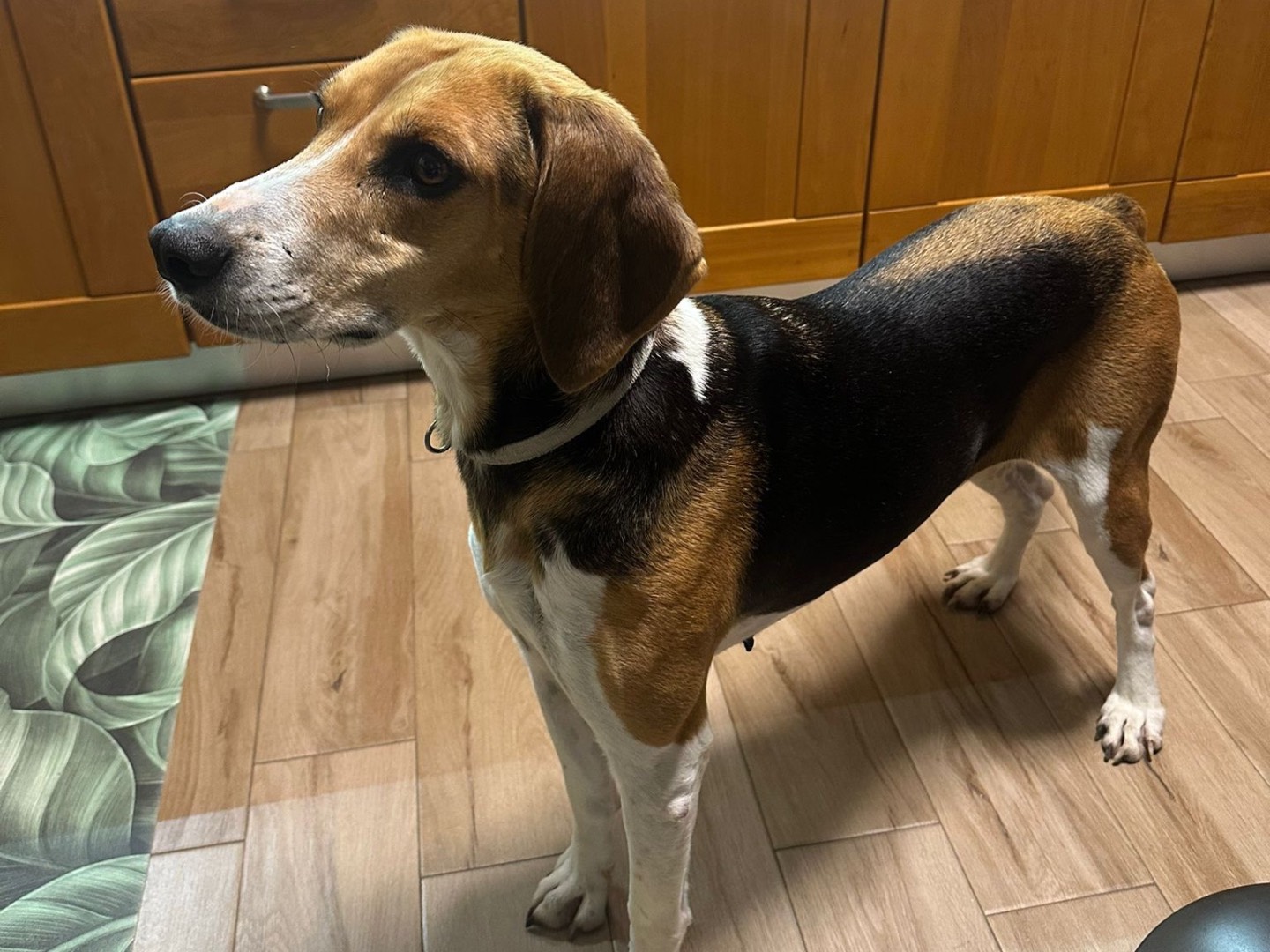 Vuoi adottare un cane a Treviso?