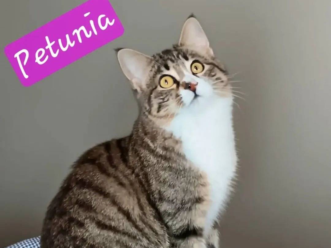 Adozione gatto, femmina, Razza sconosciuta Razza sconosciuta, 11 mesi, taglia non valida, Roma