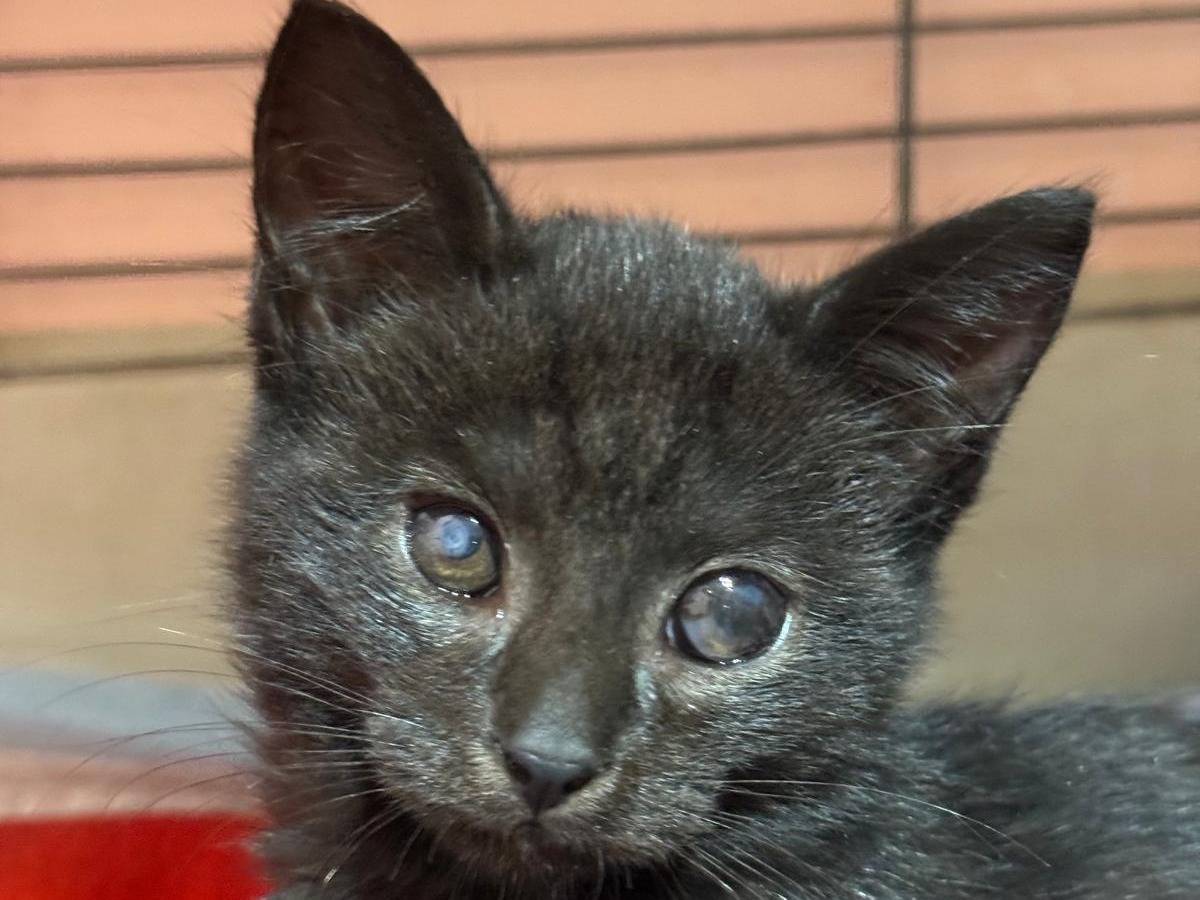 Adotta un gatto, maschio, 9 mesi, Roma